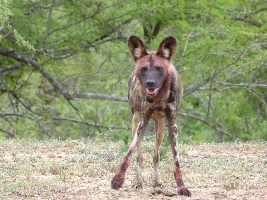 Wildhund