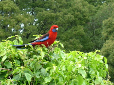 MSWellTravel_Australien Vogel