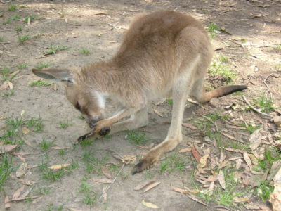 MSWellTravel_Australien Känguru