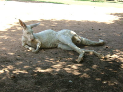 MSWellTravel_Australien Känguru