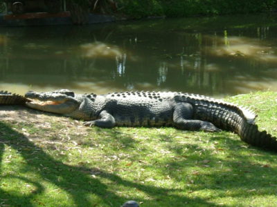 MSWellTravel_Australien Krokodil