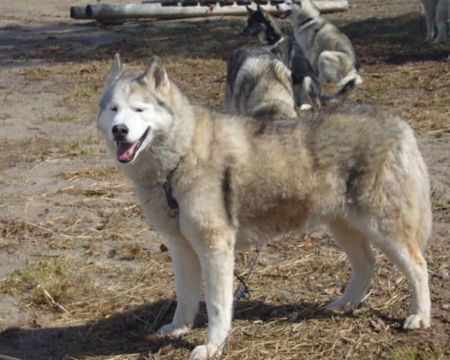 Husky in Särna am Strand